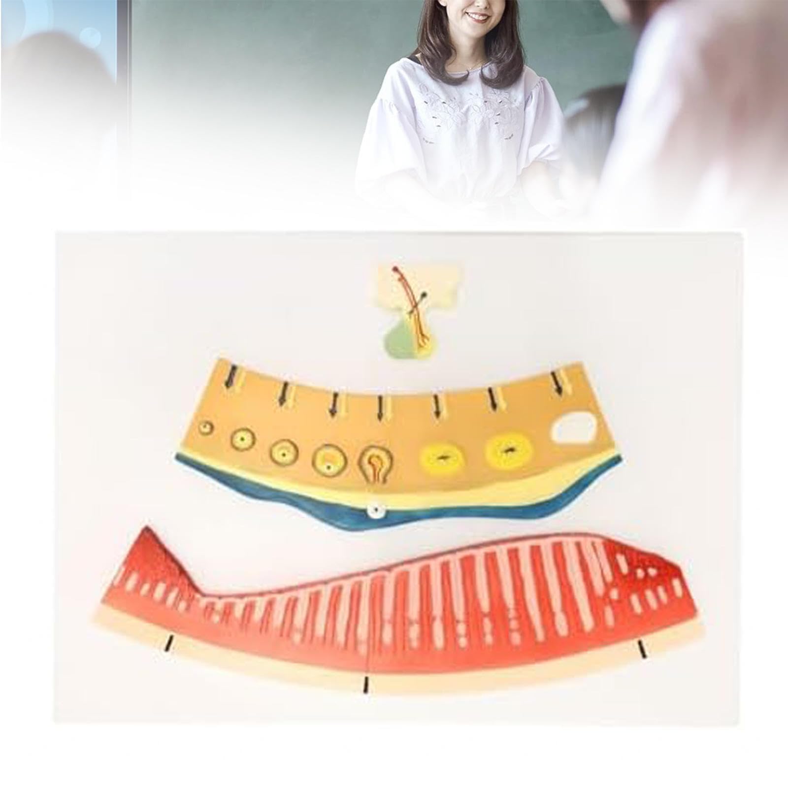 Female Menstrual Cycle Model, Periodic Physiological Changes, Ovarian and Endometrial Simulator for Medical Teaching Classroom Science