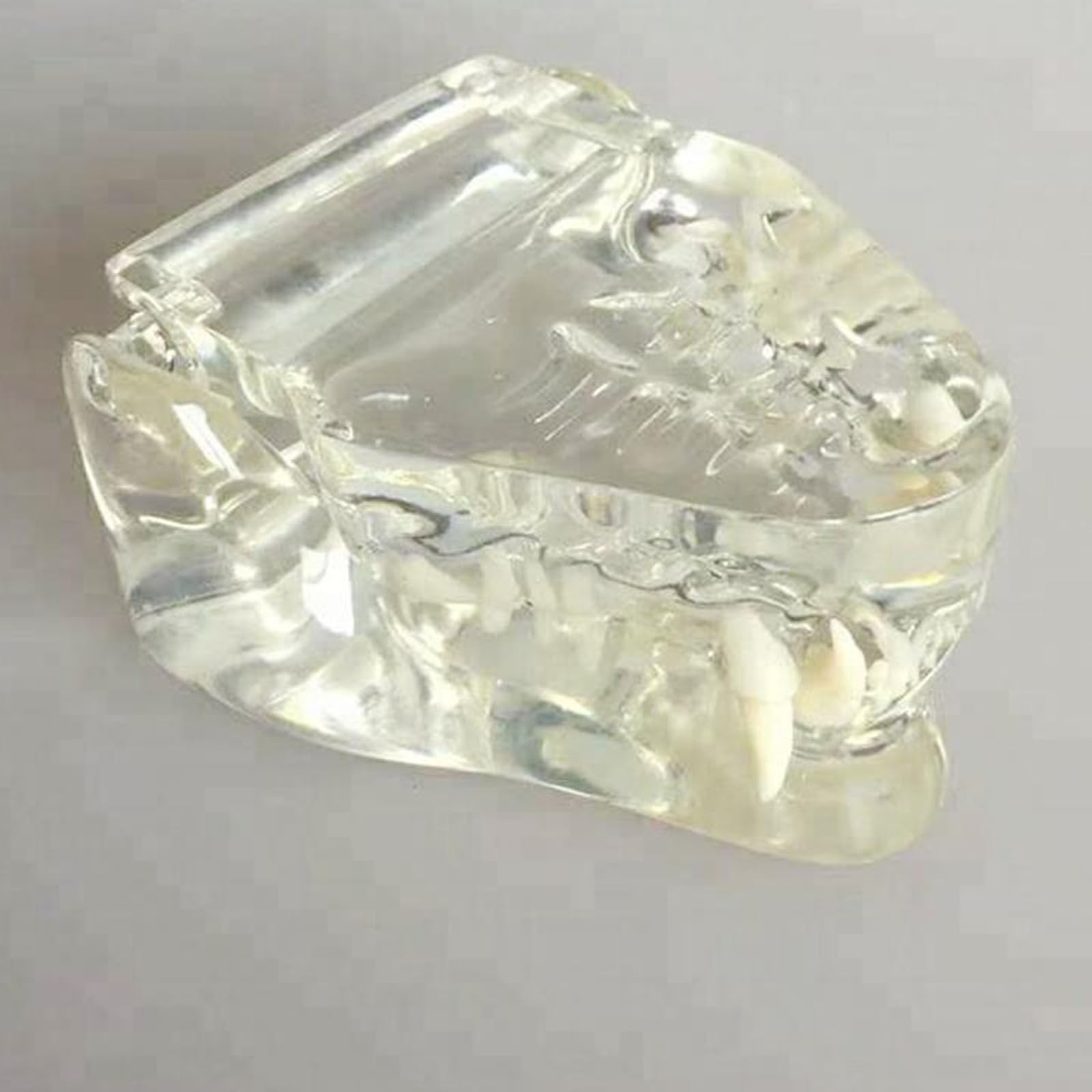 Modelo Anatómico De Cráneo De Gato, Mandíbula Y Hueso Transparente para Dientes De Perro, Modelo De Dientes Bucales para Clínica Veterinaria (Transparente, 8 Cm,Transparent-8cm