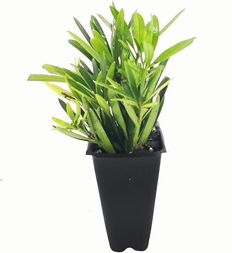 Miniatura 2 de Podocarpus Enano Macrophyllus Pringles - 3 Plantas Vivas - Denso Evergreen Bajo Seto o Bonsai