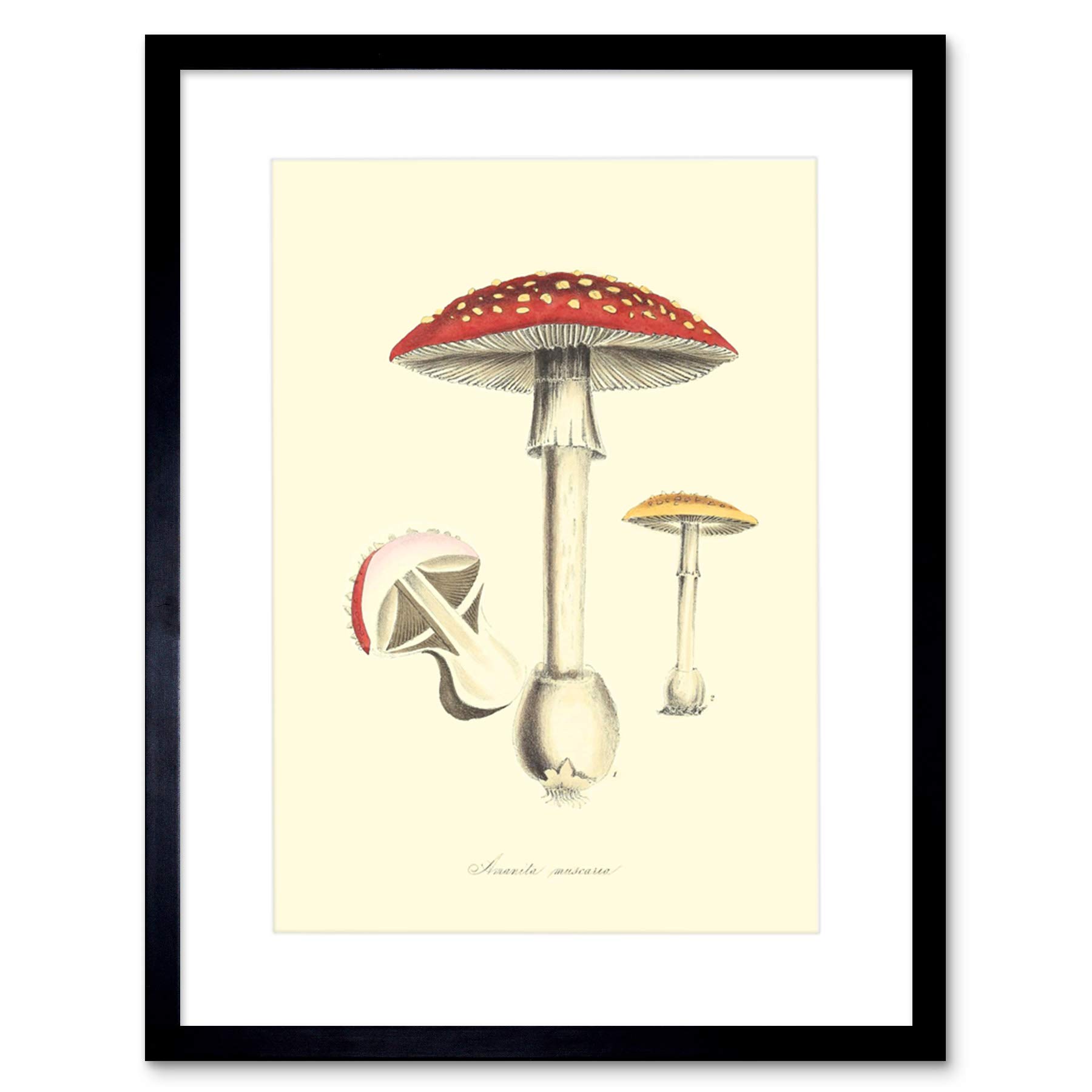 Wee Blue Coo Fungus Amanita Muscaria Fly Agaric Magic Mushroom Art Print Framed Poster Wall Decor 9x7 inch