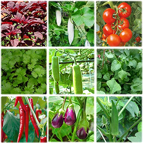 Kitchen Garden Medium Pack (10 vegetable seed pack - 10,000+ seeds) - GardenHunt