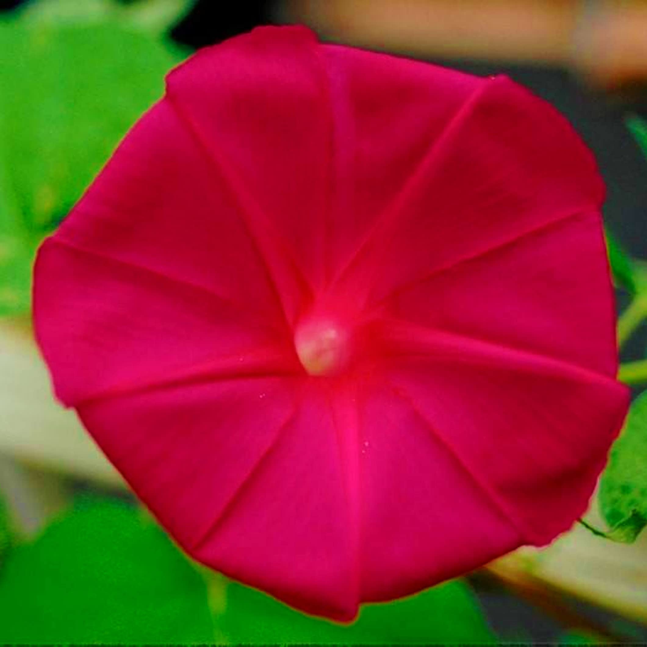 Morning Glory Flower Seeds - Vibrant Colors, Easy Grow -4 Morning Glory Flower Seeds - Vibrant Colors, Easy Grow -4
