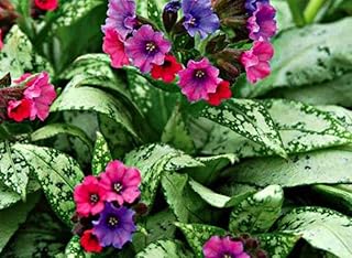 3 Live Pulmonaria Lungwort Starter Perennial Plants. Super Healthy. Awes...