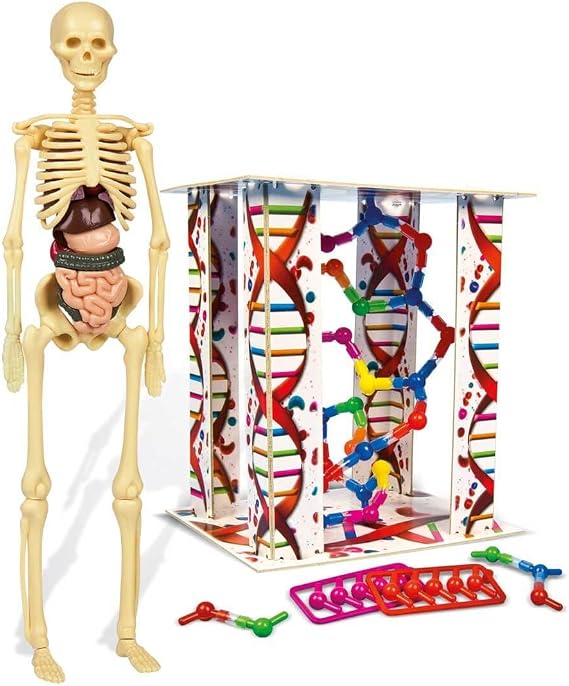 Clementoni - 64297 - My First Discoveries - Human Anatomy