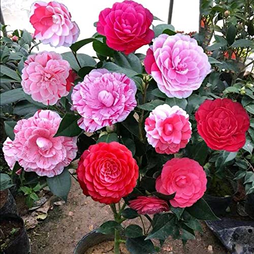 Camellia Flowers Seedlings Camellia Live Plant Bare Root Seedling Sapling For Spring Planting One Plant Has Five Colors Perennial Plant Root,Home Garden Yard Decor （One Plant, No Pot, Length：10In.） #TOP3