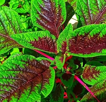 UGRA Peacock Amaranthus-R88AM-350Seeds