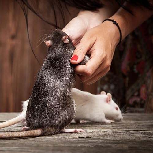 Miniatura 8 de Oxbow Garden Select - Alimento para ratones y ratas jóvenes (2 libras) con golosinas de verduras Simple Rewards (3 onzas) - Paquete de folletos