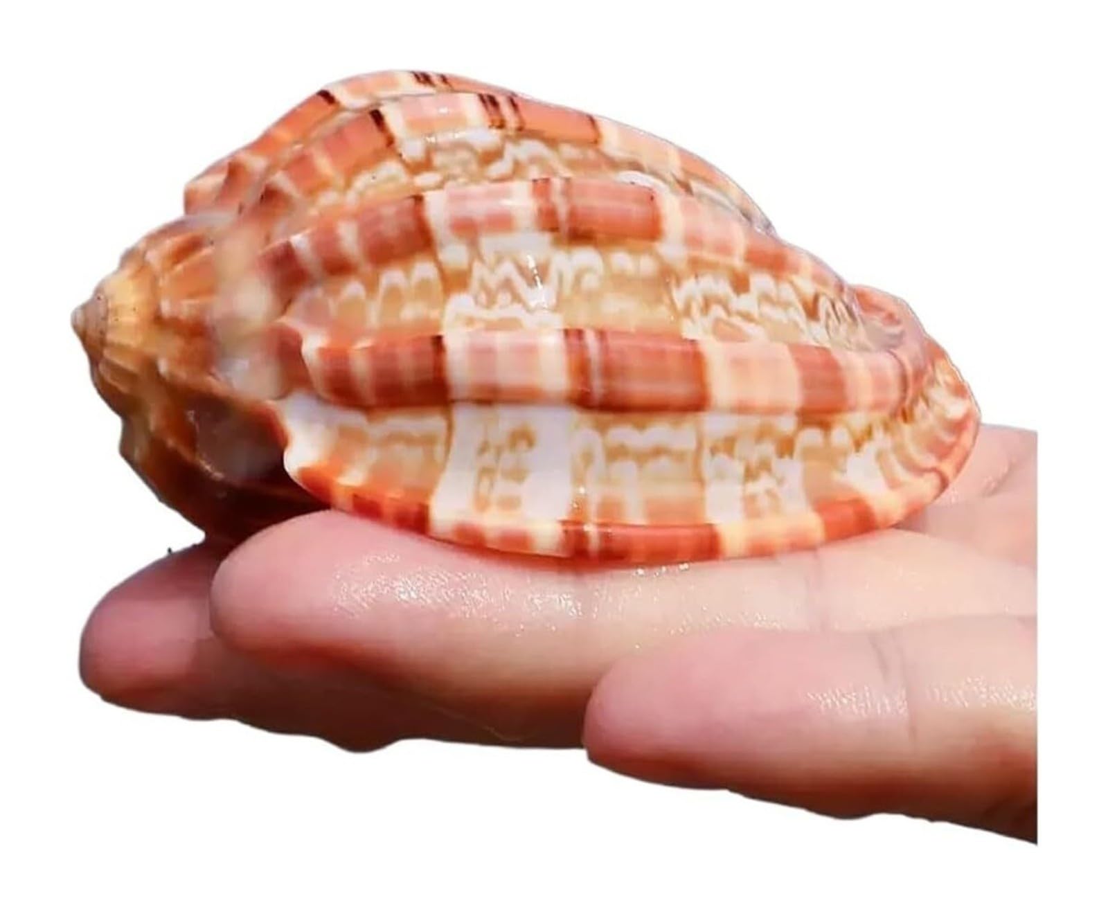 Muschelmuschel