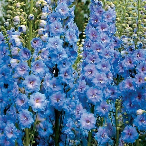 Blue Seeds Delphinium Ajacis 50 seeds