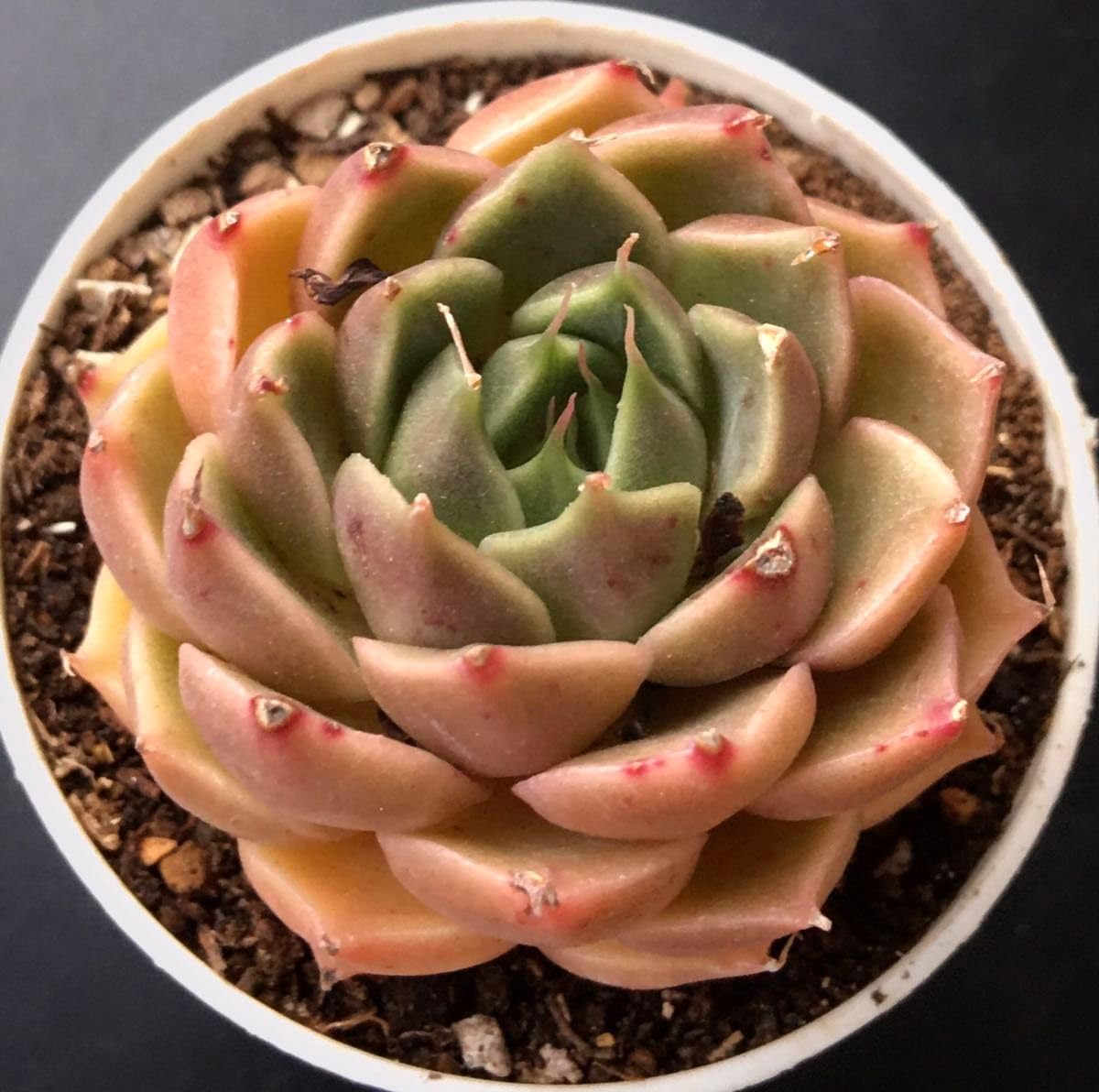 多肉植物 韓国苗 Moon Stone 大苗