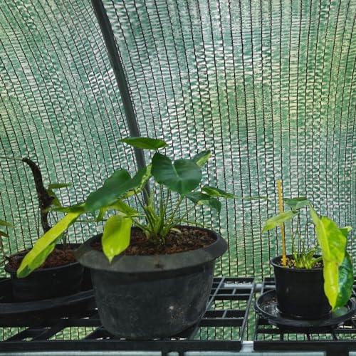 Tela de sombra verde de 6x100 pies con 40% de protección UV para jardín 8