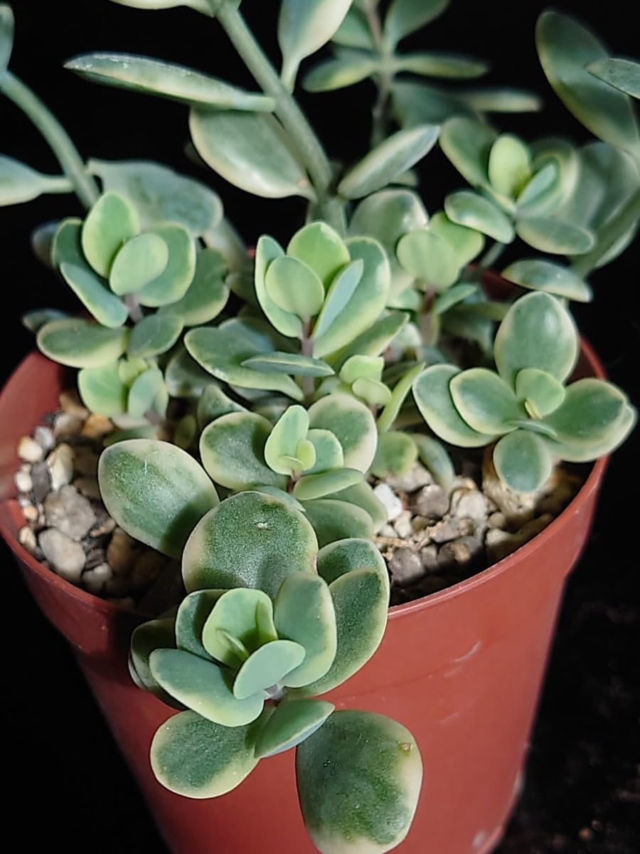 Amazon.co.jp: 多肉植物 シジミ蝶錦 : おもちゃ