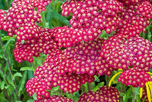 2000 Red Yarrow Achillea Millefolium Rubra Flower Herb Seeds #TOP21