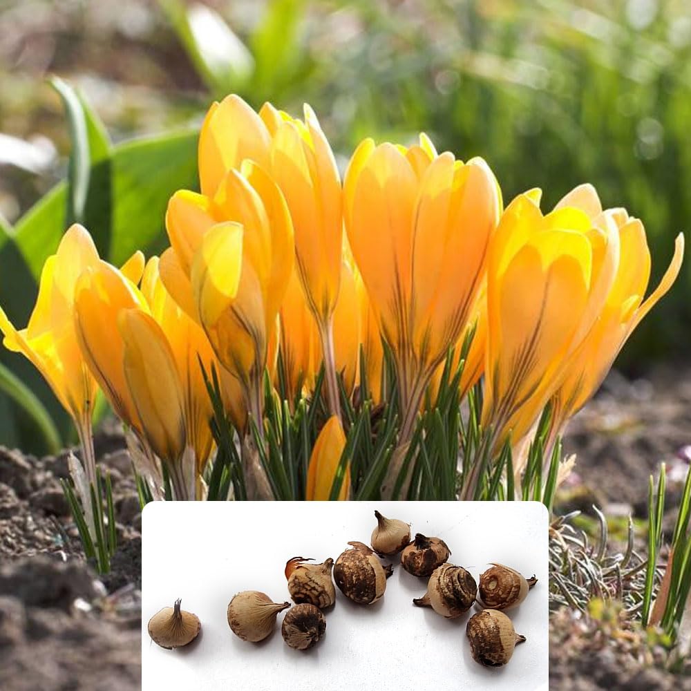 Pack of 10 Yellow Crocus Bulbs - Spring Flowering Perennials - Bright Yellow Blooms for a Stunning Garden – Cultivated for UK Climate Conditions