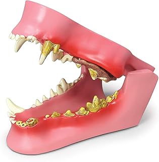LAZRJ Animal Canine Dental Model,Canine Body Anatomy Replica of Dog Jaw W/Common Pathologies for Veterinary Office Educational Tool