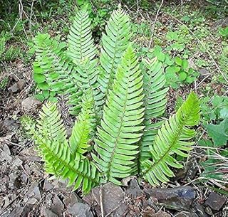 1500 Western Sword Fern Giant Holly Swordfern Polystichum Munitum Aspidium Solitarium Spores Seeds