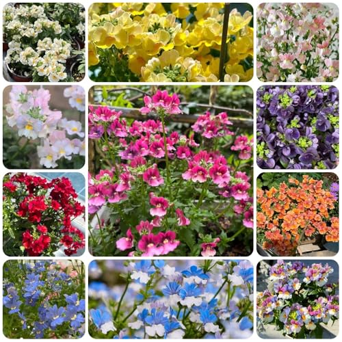 Elfenspiegel - blumenwiese Nemesis - gartenpflanzen blumensamen...