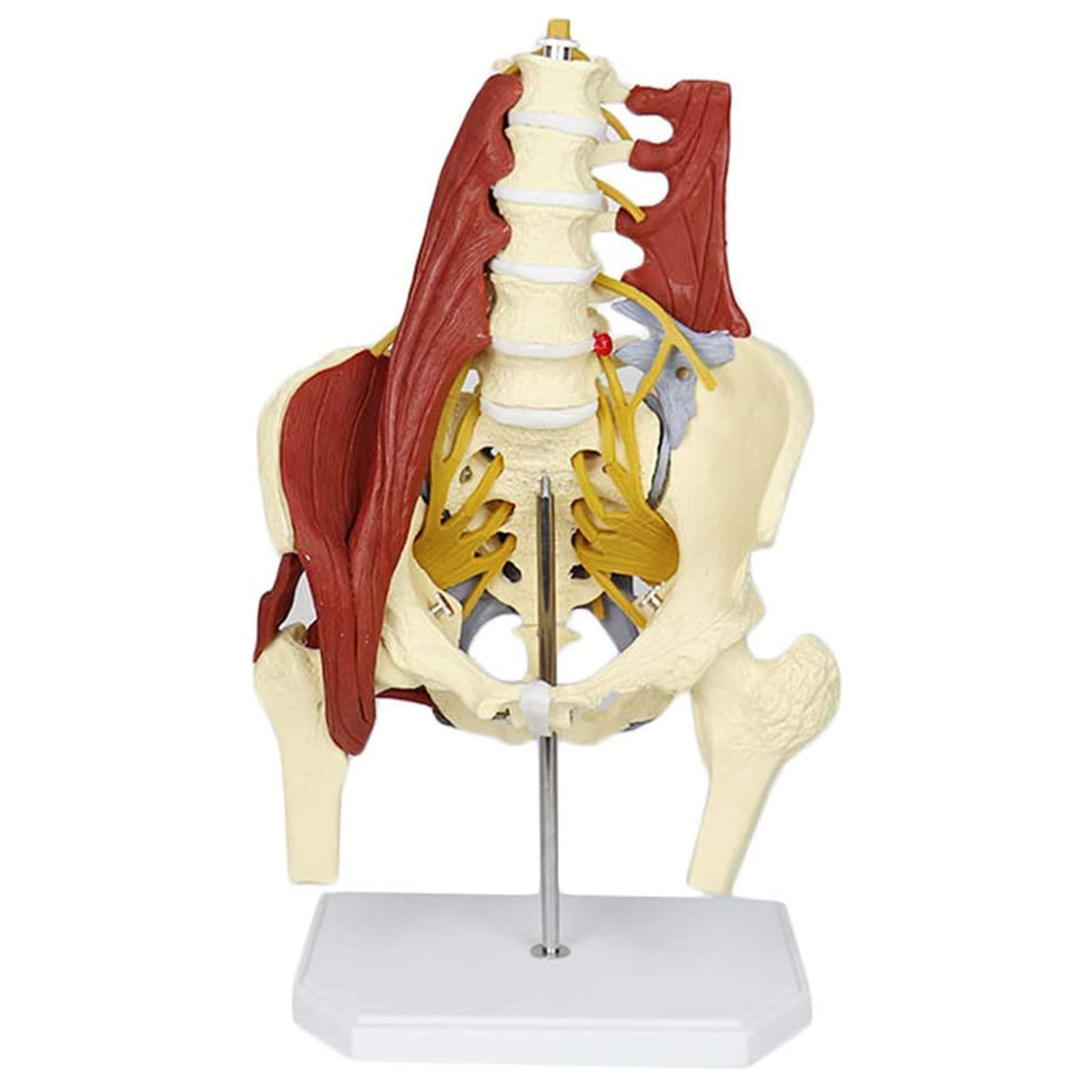 Buy UIGJIOG Life Size Human Organ Model Lumbar Spine Model Science 