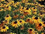 200 Black Eyed Susan Seeds Rudbeckia Hirta by RDR Seeds