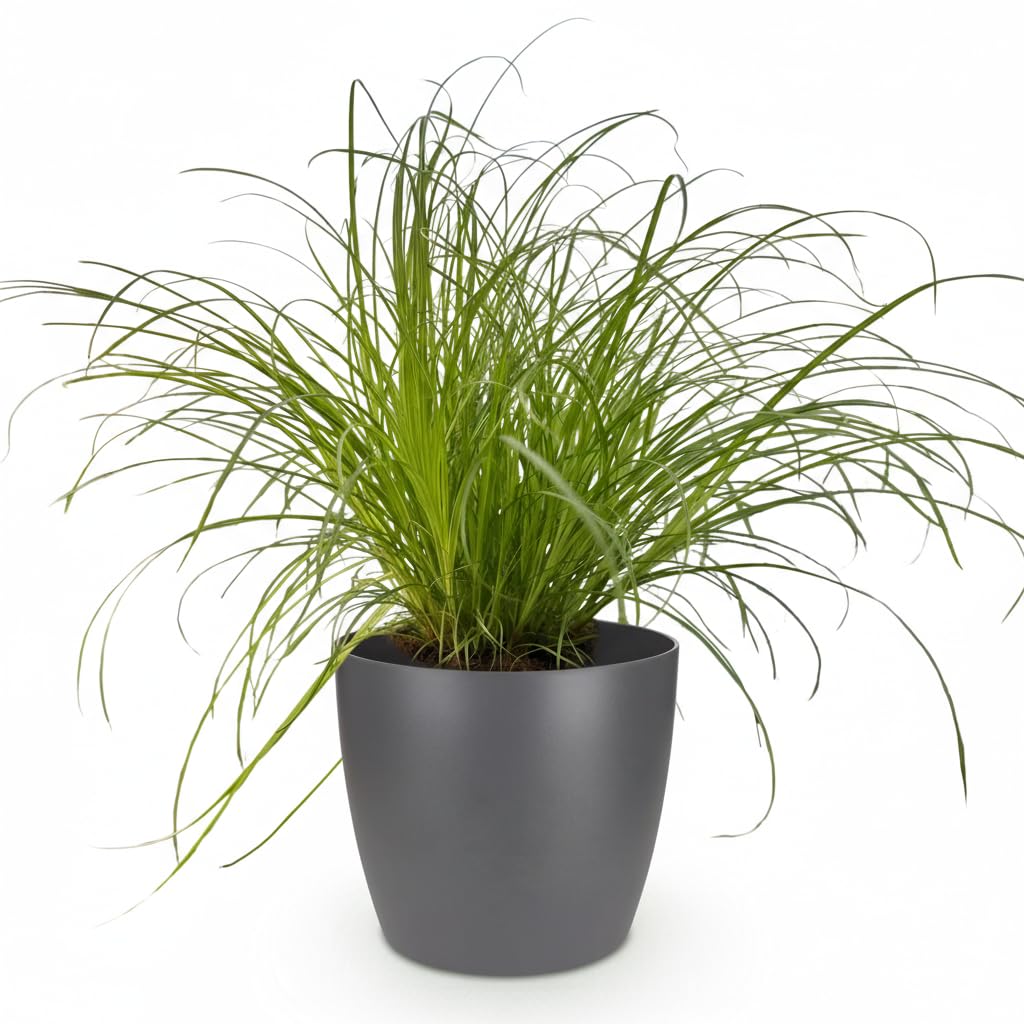 Cyperus alternifolius Zumula - Herbe à chat - Plante pour animaux de compagnie - Vert - avec Potter Grey - 20cm - Ø12cm - Plante d'intérieur - Ensemble complet - Plante avec pot