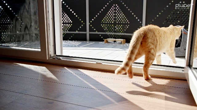 PiuPet Katzennetz Drahtverstärkt 8x3 M – Balkonnetz Für Katzen Mit Befestigungsset, Schwarz