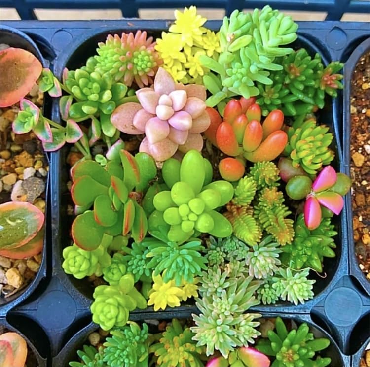 6/29カット苗詰め合わせ♪7/1まで。多肉植物セダム 6/29カット苗詰め合わせ♪7/1まで。多肉植物セダム 6/29カット苗