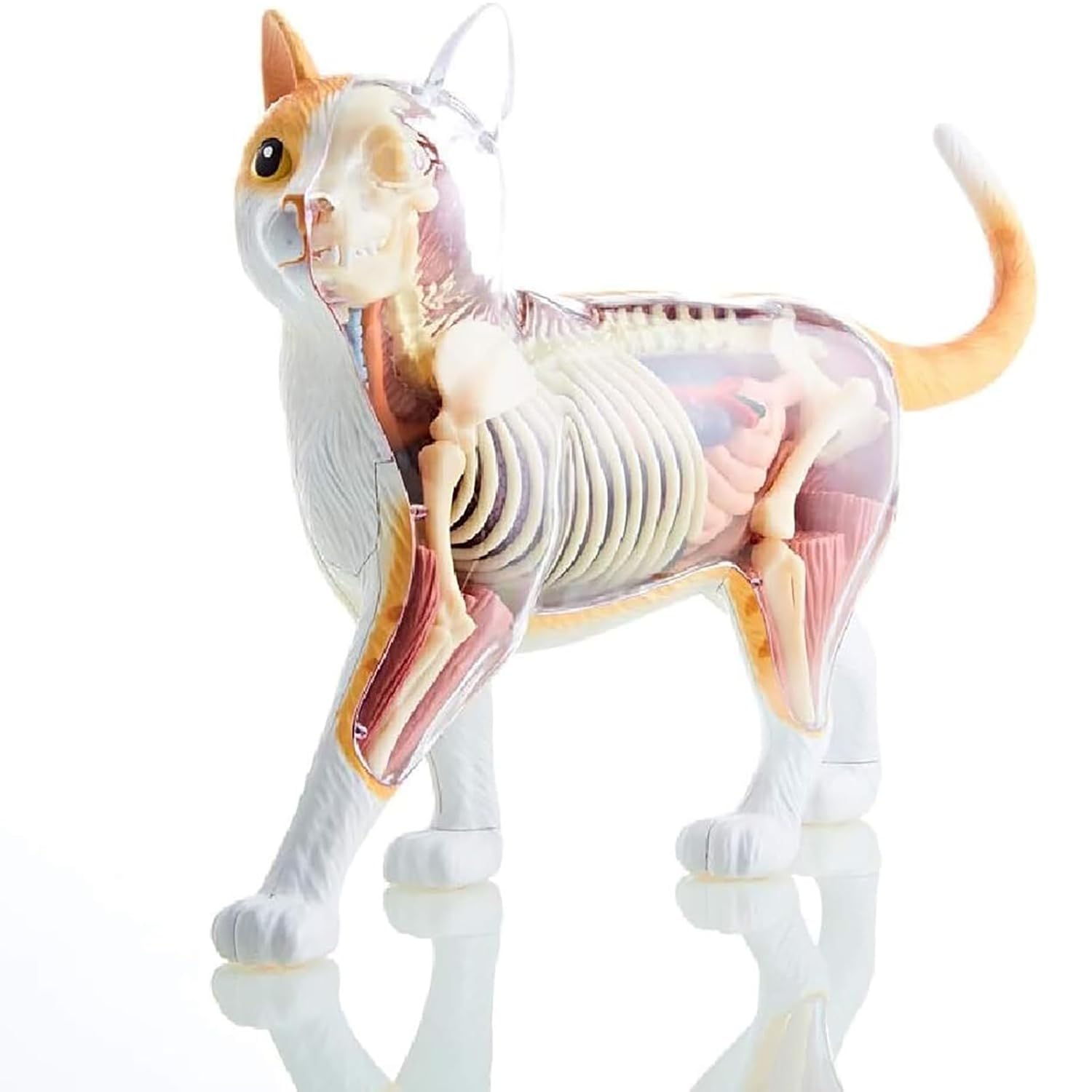 Modello Anatomico di Gatto 4D 28 Pezzi Kit di Modelli di Anatomia dello Scheletro di Gatto Arancione 4D Il Modello, Lungo 30 Cm, Contiene 28 Organi E Parti del Corpo Staccabili