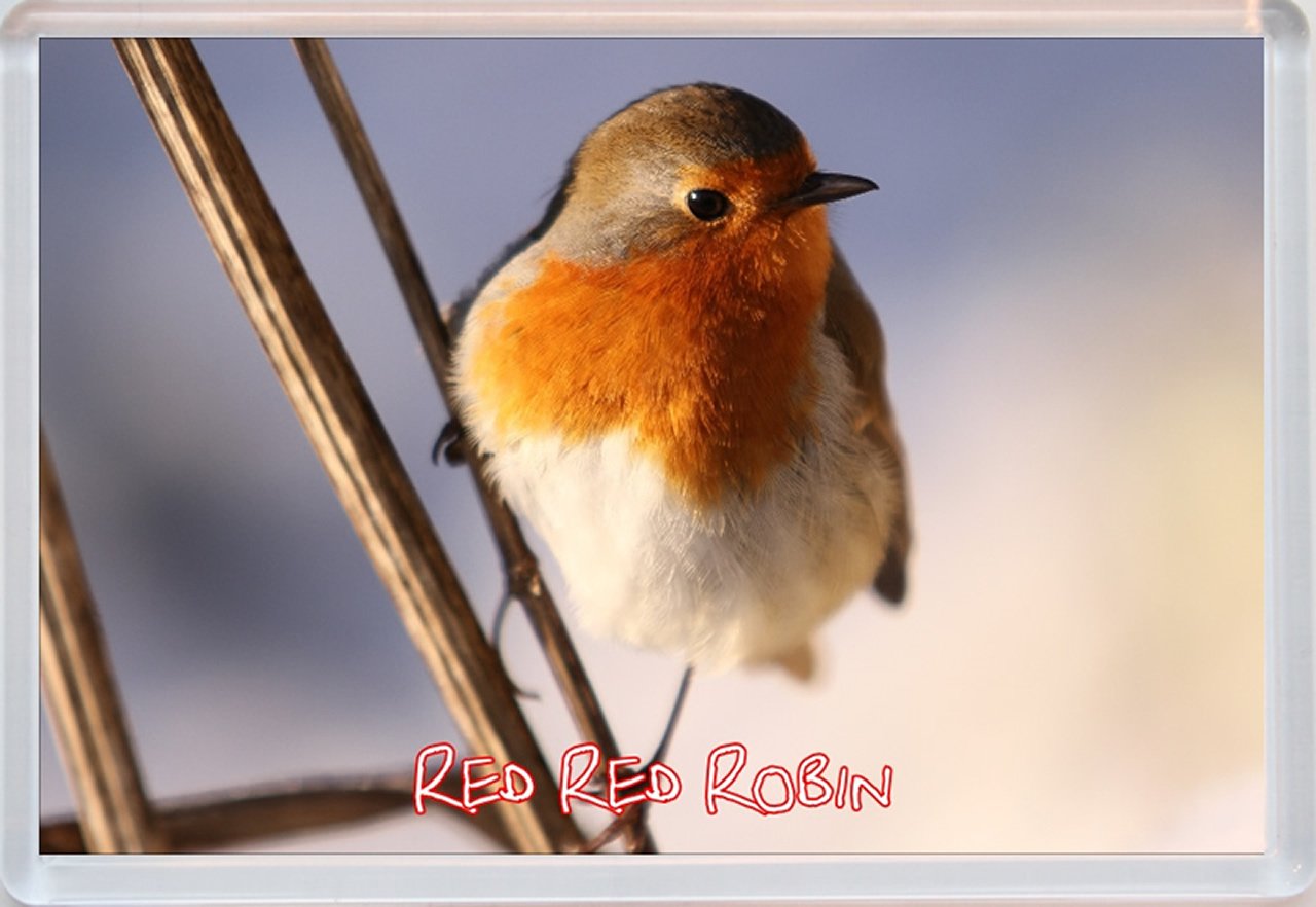 Red Red Robin - Jumbo Fridge Magnet