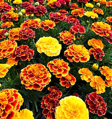 Marigold Seeds Mix - Colorful Blooms Reds, Oranges, Yellows for Garden Containers - Dwarf and Tall Varieties - 200 pcs Seeds Marigold Seeds Mix - Colorful Blooms Reds, Oranges, Yellows for Garden Containers - Dwarf and Tall Varieties - 200 pcs Seeds