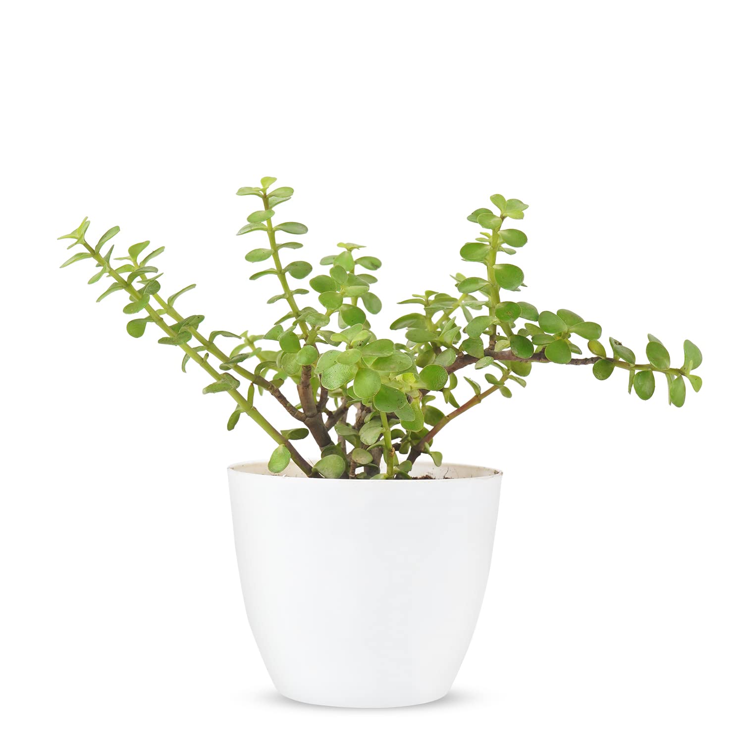Plant A Leaf Live Good Luck Jade Crassula Ovata Live Indoor Plant with Round Pot for Living Room/Kitchen/Bedroom, & Office Table/House/Home Decoration (Pack Of 1) (B0B74WQV3B) Amazon Price History, Amazon Price Tracker
