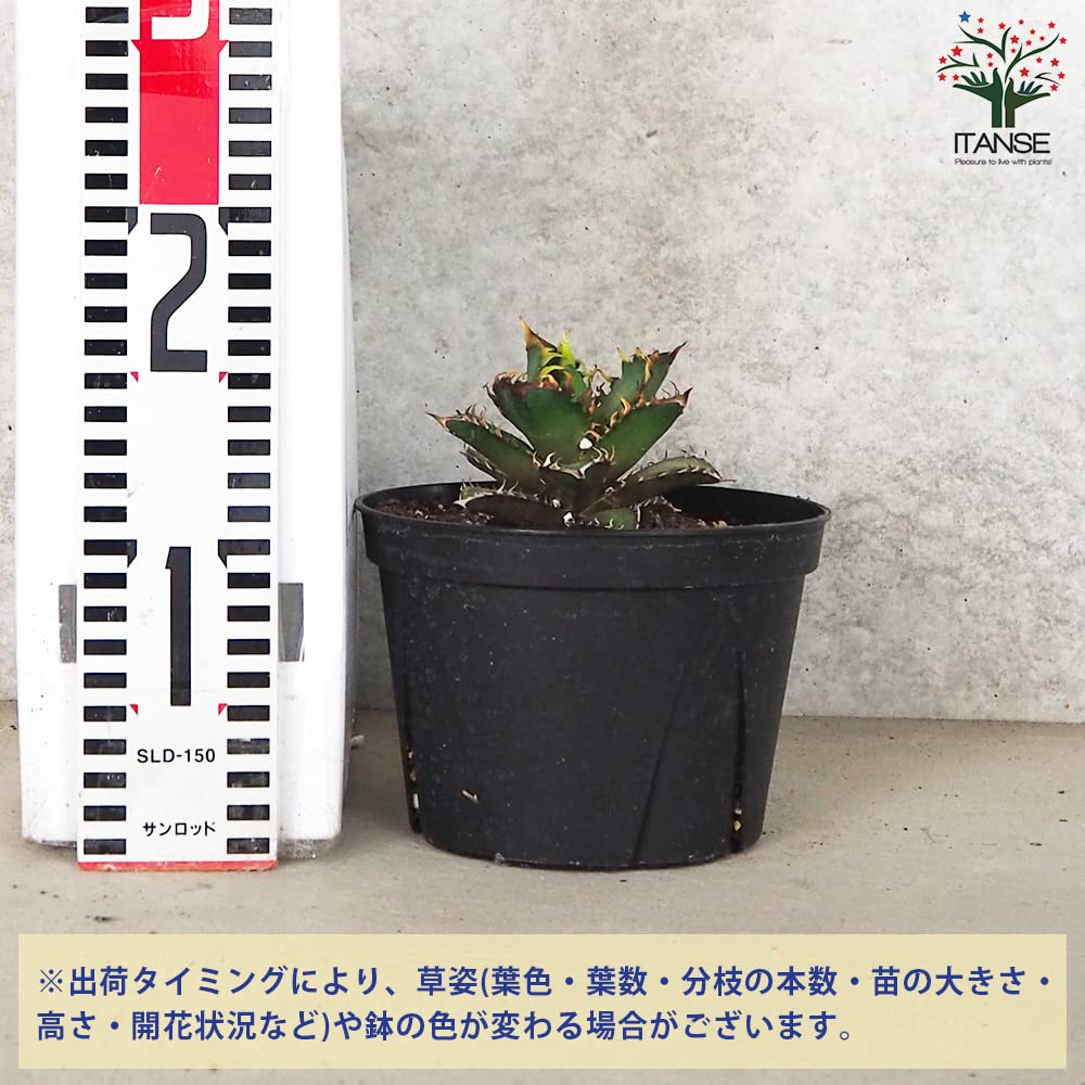 Amazon.co.jp: Agave Titanota Red Cat Weezle No. 5 Pot Amazon.co.jp: Agave Titanota Red Cat Weezle No. 5 Pot