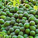 avocadosamen - kletterpflanzen zimmergewächshaus obstpflanzen säulenobst stauden mehrjährig...