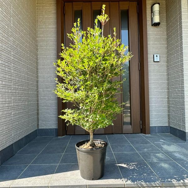 Amazon.co.jp: ドウダンツツジ 白花 9号ポット 樹高1.4m前後(鉢底から