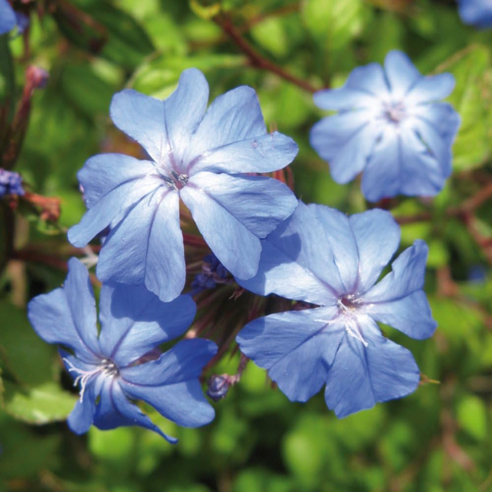 Ceratostigma willmottianum Forest Blue 9cm Pot x 3 Inc:, RHS Award Winner for Stunning Blue Flowers and Autumn Foliage, Easy to Grow Shrub, Thompson & Morgan