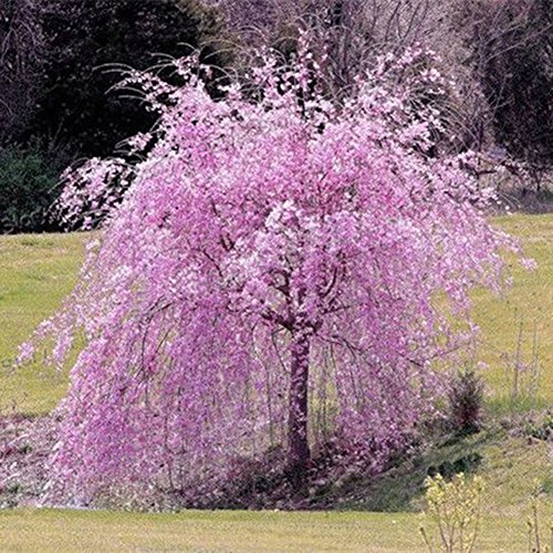 Cherry Tree Seed Bloom Time,Catkoo 20Pcs Pink Fountain Weeping Cherry Tree Seeds Garden Yard Dwarf Tree Plants