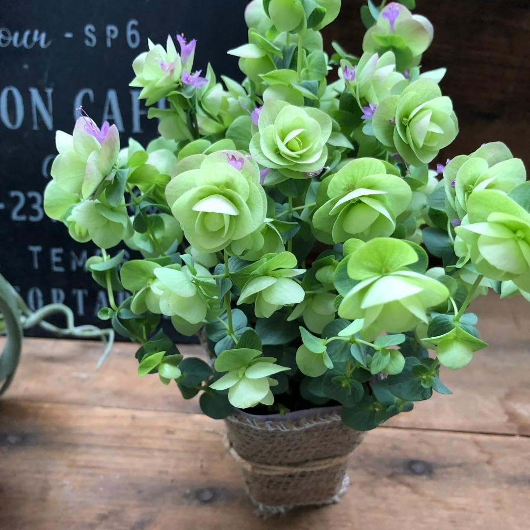 ○ポットごと?ケントビューティー?オレガノ?可愛いハーブ? 送料無料]花