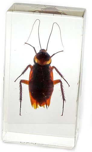 Cockroach Pisapapeles (158X 278x 1")