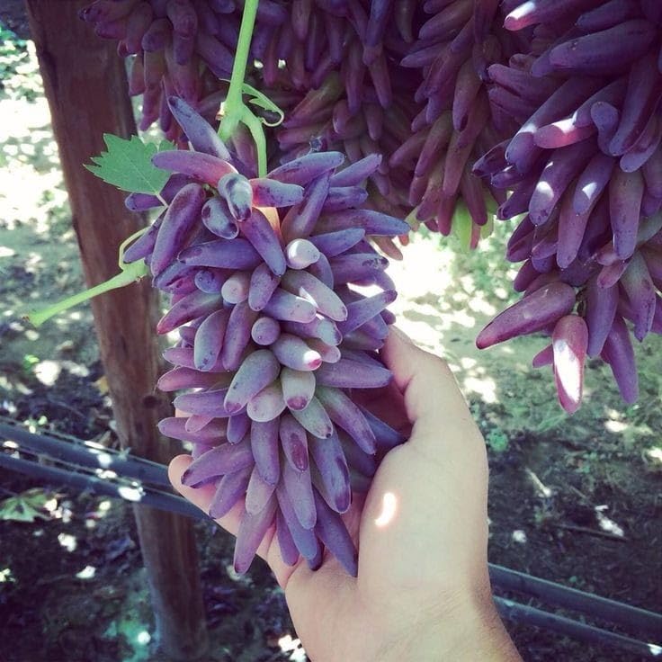 Thai Seedless Grape Plant, 1ft, Organic, Hybrid, Healthy, Pack of 1 (B0D5HZFRDL) Amazon Price History, Amazon Price Tracker