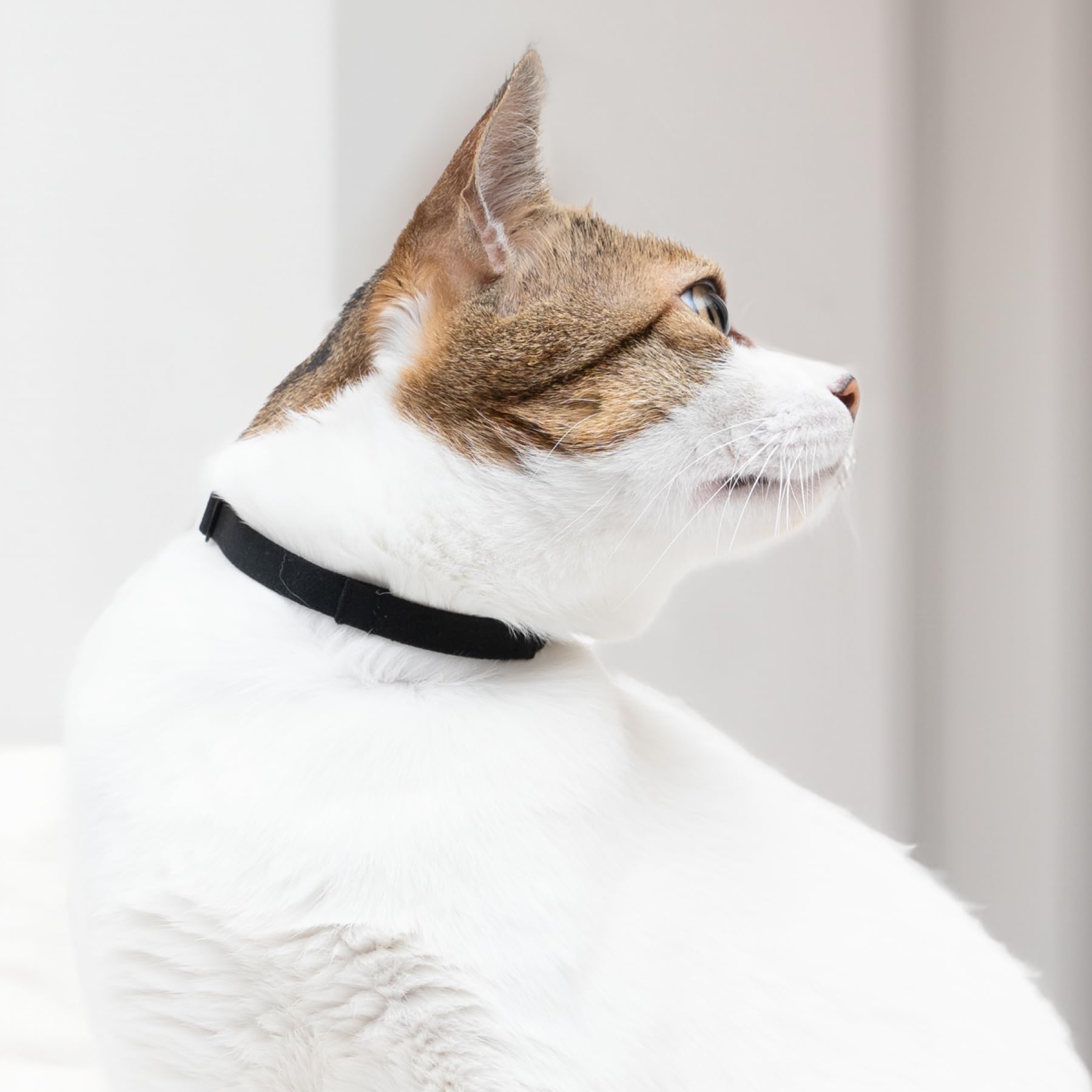Amazon | 猫の練習用首輪 超軽量 ハゲにくい セーフティバックル 首輪