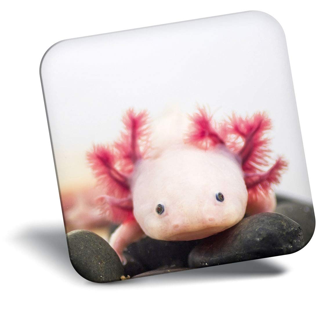 Destination Vinyl ltd Fridge Magnet - Axolotl Aquarium Dragon Fish 3066