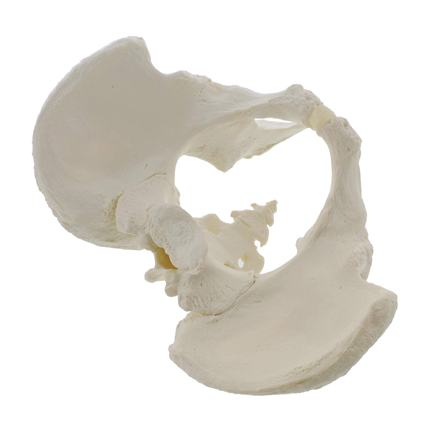 Exсluѕіvе Dіѕсоunt 80% оƒƒеr MonMed Life Size Male Pelvis Model, Hip Model – Male Anatomy Model, Hip Bone Pelvic Model Male Anatomical Model