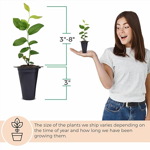 Miniatura 3 de Blueberry Plant "O'Neal" Set de 4 plantas vivas para principiantes