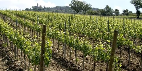 Vinho Tinto Italiano Sangiovese Montalcino Bersaglio Igt 2019 - Martoccia 750Ml