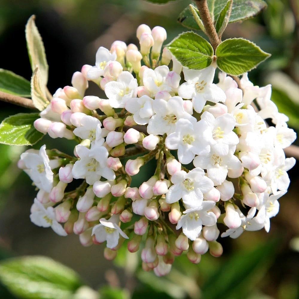 Plant Theory Viburnum x Burkwoodii Shrub Plant 2L Pot