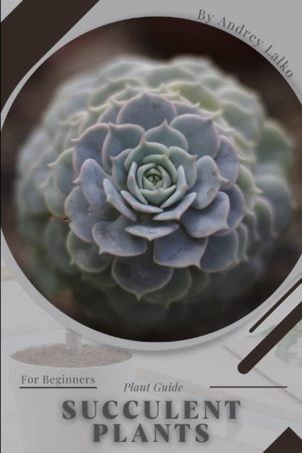 Succulent Plants: Plant Guide