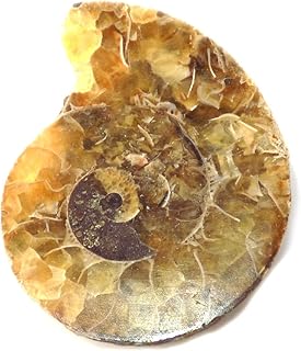 Ammonite Shell Cabochon, Natural Ammonite, Free Form Shape, 22Carat, 27x22x5MM SC-5081