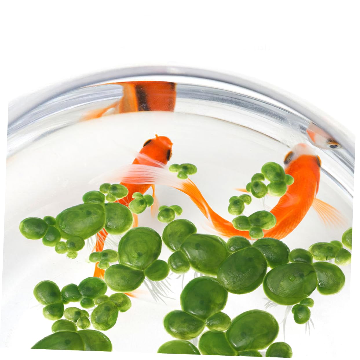 ABOOFAN 360 Piezas lenteja de Agua de plástico Planta Artificial Plantas Artificiales Decoraciones de peceras Plantas de Acuario Artificiales Acuario Plantas flotantes el plastico