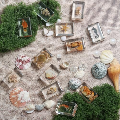 image for Pokiphip 12 Pcs Real Ocean Animal & Insect Specimens in Resin - Educat