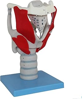 Study Model Educational Model Human Anatomy Science Models Laryngeal Structure Function Model Tracheal Model Pvc Material Larynx Anatomy Mode For Medical Educational Training Aid,Medical Models SaiFei