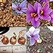 Produktbild 8 Stück Safran-Zwiebeln, Crocus Sativus Blumensamen, einfach zu züchten, für Damen, Herren, Kinder, Anfänger, Gärtner